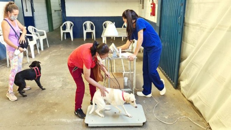 Hortolândia abre inscrições para campanha de castração de animais