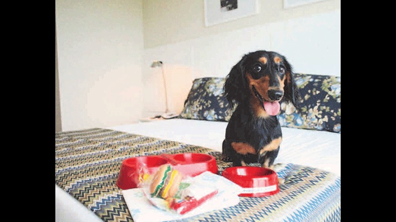 Hotéis e restaurantes da Região de Campinas adotam Pet Family