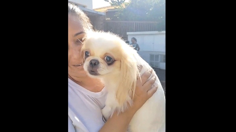 Cadela levada em assalto é localizada e devolvida à sua tutora, em Paulínia