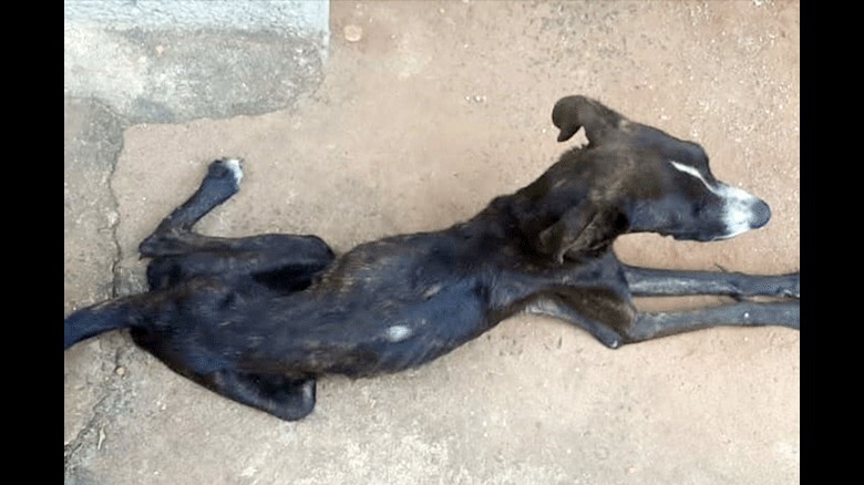 Cães são localizados em situação  de maus-tratos e dono é autuado