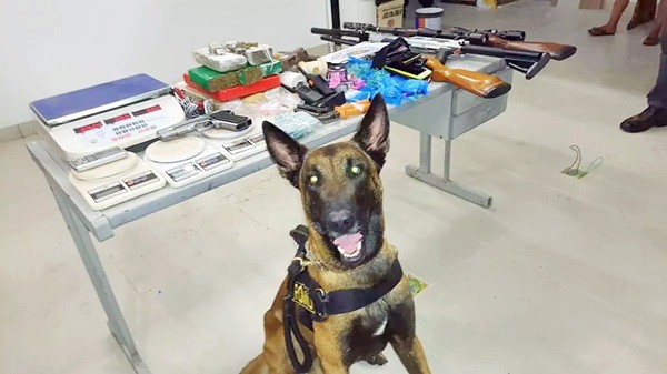 PM e GM fazem apreensão de drogas e   armas em chácara no Jardim Picerno
