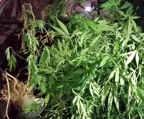 Homem é preso por tráfico, com plantação de maconha em casa, em Monte Mor