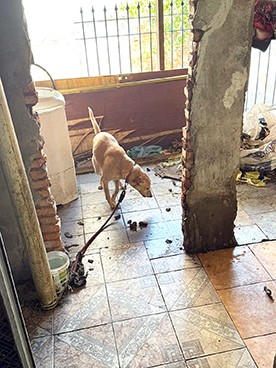Mulheres são presas por maus-tratos a animais em Sumaré