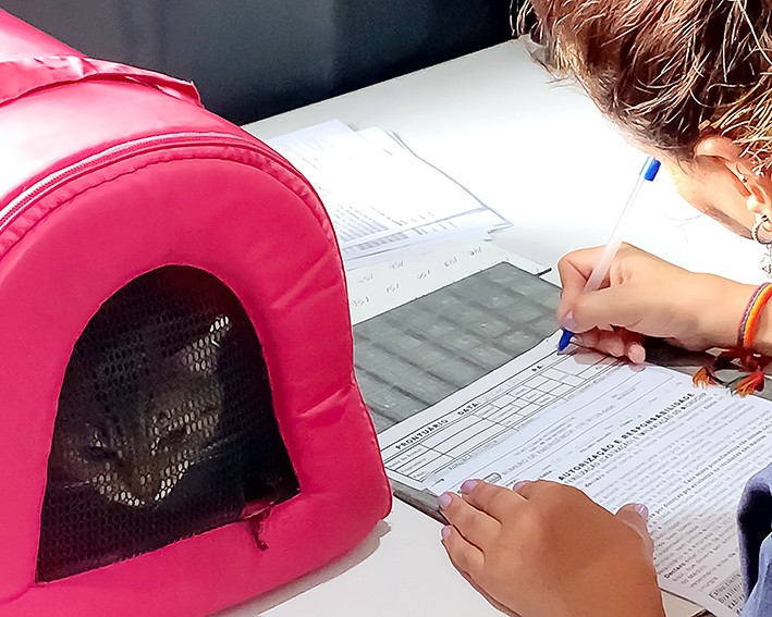 Hortolândia abre mais de 300 vagas em mutirão de castração de animais