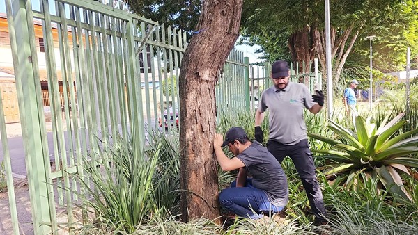 Árvores do OAPE são examinadas com técnica de ultrassom, em Hortolândia