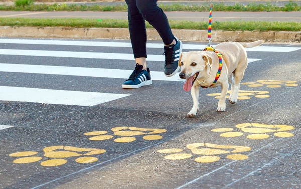 Sumaré avança na causa animal com aprovação de três projetos na Câmara
