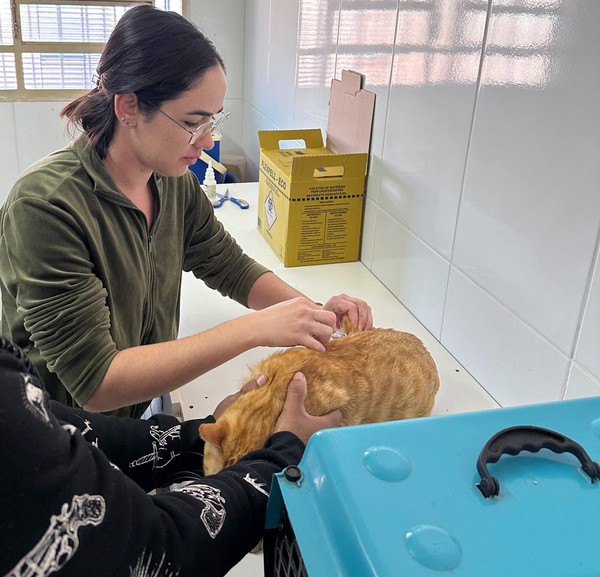 Desabastecimento suspende vacinação antirrábica para cachorro e gato em Sumaré