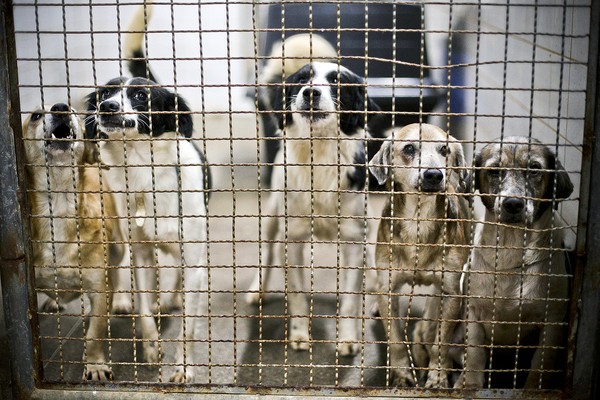 Pais vão responder quando filhos praticarem maus-tratos contra animais