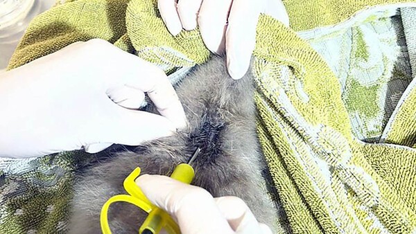 Parque Ecológico implanta microchip em filhotes de cisne-negro e monitora animais em Americana