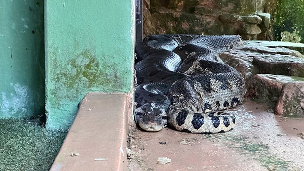 De casas aquecidas a dietas especiais, Americana adequa área de animais