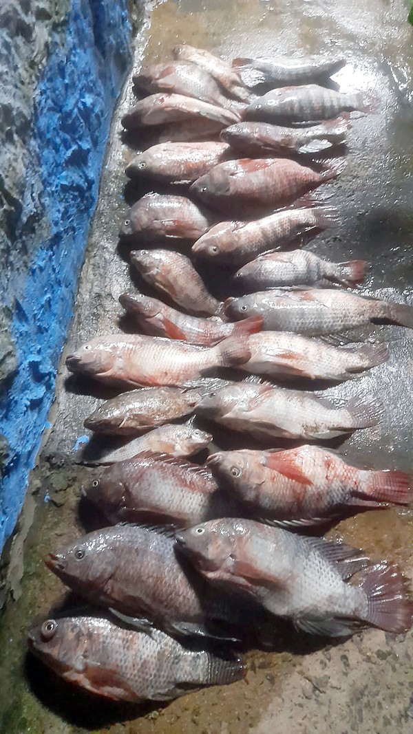 Lagoa João de Deus volta a registrar peixes mortos e nível baixo em Monte Mor